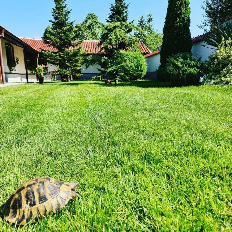 Хотелски Комплекс Копитото Tamarino Exterior photo