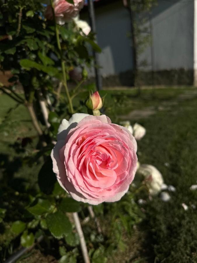 Хотелски Комплекс Копитото Tamarino Exterior photo